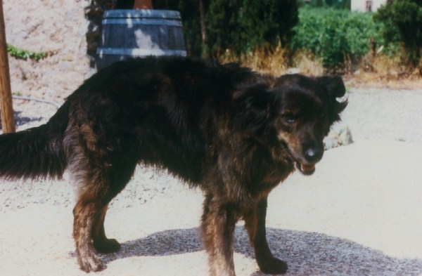 med_Rover, der Beste von Allen.jpg (600 x 393)